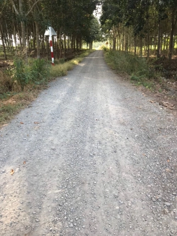 Cần bán gấp Đất trồng cây lâu năm