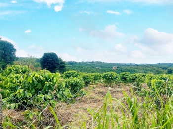 1 sào trồng cf chỉ 250tr. có sổ. gần nhựa và kdc 