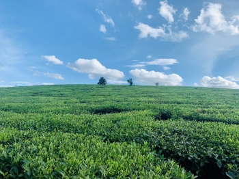 ????????BÁN ĐẤT TT NÔNG TRƯỜNG 570m² CẠNH QL43, VIEW ĐỒI CHÈ SIÊU ĐẸP ????????