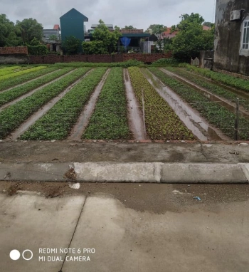 Chính chủ cần tiền bán gấp lô thôn Đông Hạ, Xã Ninh Phúc