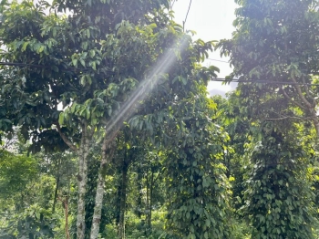 Sở hữu 1000m2 giáp ranh TT Kiến Đức chỉ 230tr/nền