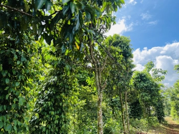 Sở hữu 1000m2 giáp ranh TT Kiến Đức chỉ 230tr/nền