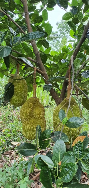 Bán Đất Tân Sỏi - Yên Thế - Bắc Giang 