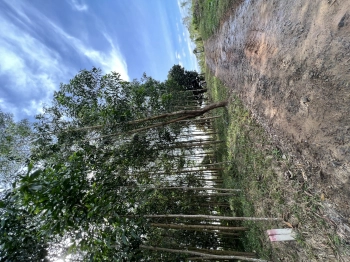 Chính chủ cần bán gấp đất xã Khánh Bình view 2 mặt tiền sông tuyệt đẹp giá cực rẻ