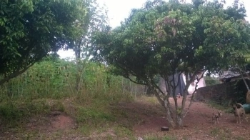 Cần bán trang trại VƯỜN+AO+ CHUỒNG tại địa chỉ Làng Hương- Xã Liên Chung.