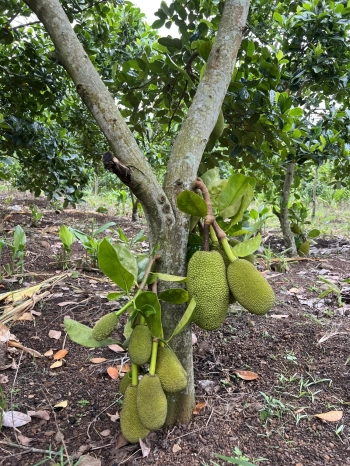 80TR/1000M2 CHÍNH CHỦ CẦN BÁN MẢNH VƯỜN GẦN 1HA - BÁM SUỐI - SHR, 0938334473