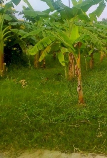 CẦN BÁN ĐẤT Đường Tỉnh lộ 871, Xã Tân Tây, Huyện Gò Công Đông, Tiền Giang