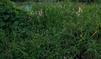 Cần bán miếng đất vườn có hơn 100m2 thồ cư 