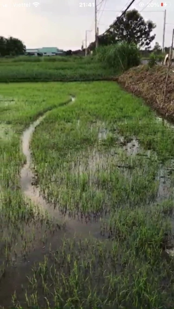 4,3công mặt tiền huyện lộ 12A,Thạnh Nhựt,Gò Công Tây,Tiền Giang