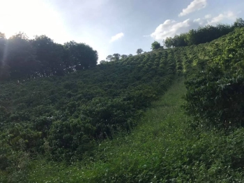 Chính chủ cần bán 9 sào rẫy. 