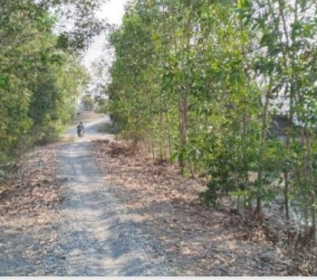 Kẹt Tiền Cần Bán Gắp 2.5 Mẫu Đất Cây Hàng Năm- Thạnh Hoá- Long An