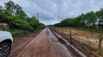 Bán 15 héc đất giấy phép chăn nuôi bò tại an nhơn, bình định.