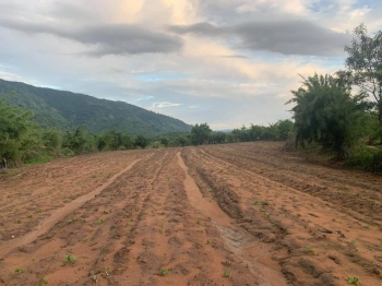 Cần bán 2,1 hecta xã Yang Reh