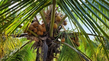 Bán đất vườn nghỉ dưỡng Ấp Mỹ Hưng, xã Mỹ Phong, TP Mỹ Tho, Tiền Giang