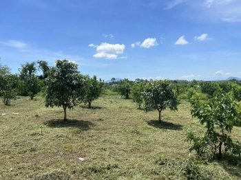 Bán đất mặt đường, vườn sinh thái Bảo Bình, Cẩm Mỹ