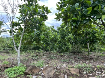 80K/M2 ĐẤT VƯỜN BÁM SUỐI KHU VỰC ĐĂK NÔNG