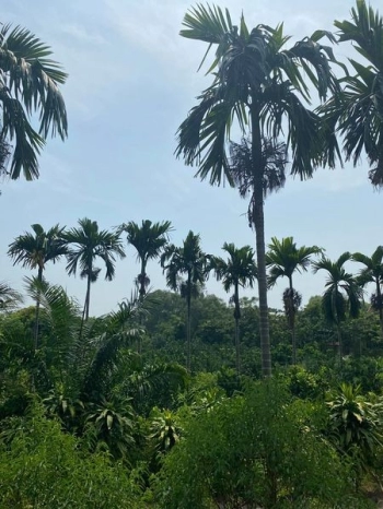 Chính chủ gửi cần bán gấp nhà vườn 