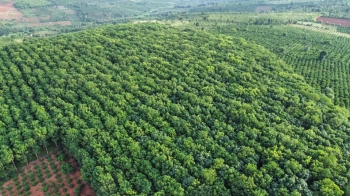 Cần bán lô đất cao su thuộc xã tân thành