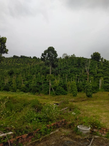 Cần bán 3 ha cà phê xen tiêu tại Tân Thành