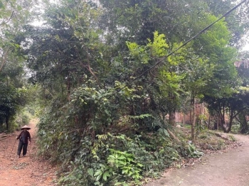 Em có lô 445m2 full thổ cư. 