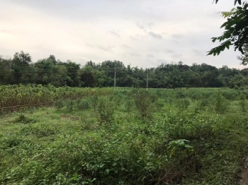 BÁN ĐẤT thuộc khu vực làng đào Nam Phong, Hưng Đạo