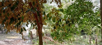 Cần tiền sang nhượng gấp lô đất