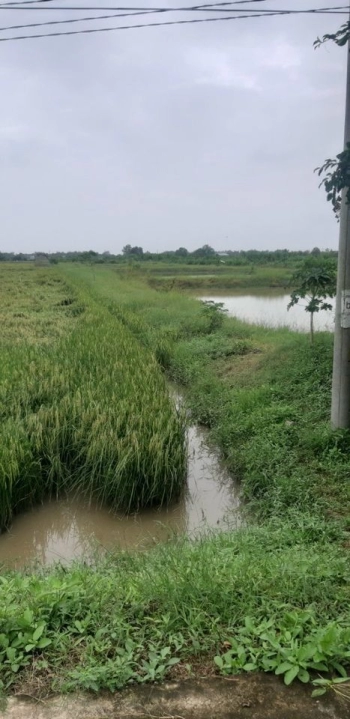 Khách cần bán 6174m2 đất tại xã Long Sơn huyện Cầu Ngang tỉnh Trà Vinh.