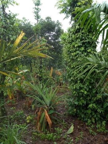 Cần bán gấp lô đất có thổ cư