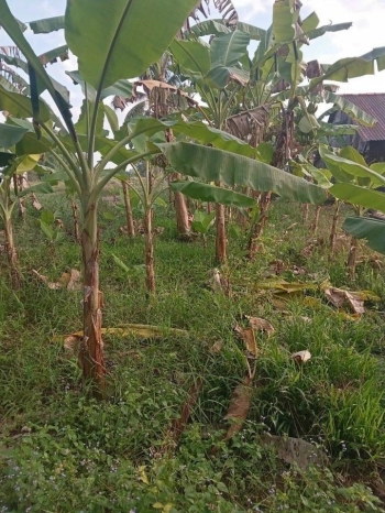 BÁN NỀN NHÀ VÀ ĐẤT RUỘNG LIỀN SAU Ở XÃ VỊ TRUNG 