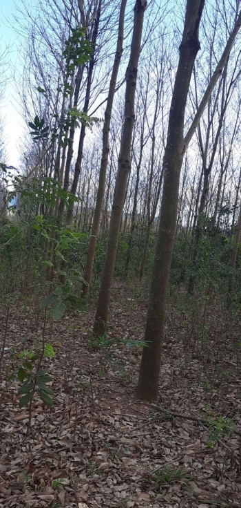 Cần bán 2hec2 trobg đó có 1hec cao su sắp thu hoạch và 1hec2 đất trống