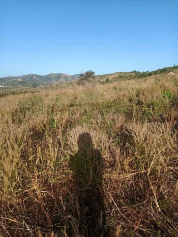 Bán 1ha rẫy tại thôn 11 Đăk Ruồng, Kon Rẫy