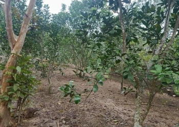 Chính chủ cần Bán mảnh vườn đẹp