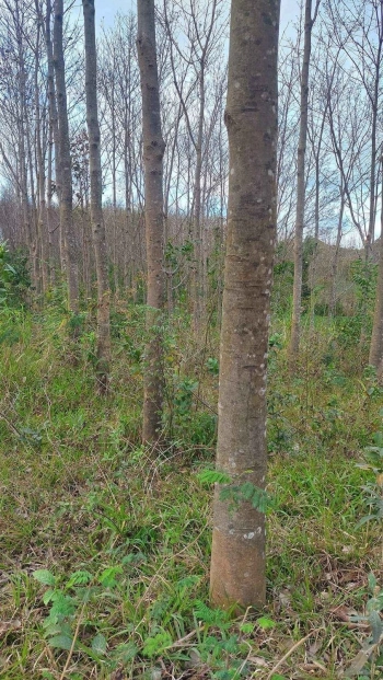 Đầu năm bán nhanh 2ha cao su Đăk Tờ Re cây đã lớn như hình