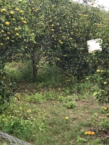 Đất đẹp thị trấn Quỳ Hợp