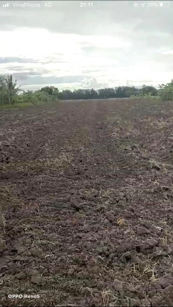 Bán đất ruộng làm lúa 2 vụ tại xã Khánh Bình Tây Bắc