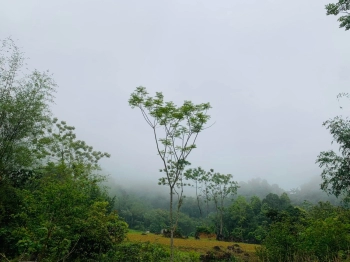 Diện tích 7500m có 350ont còn lại CLN tại Khan Hò- Mai Châu.