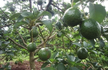 Đất đầu tư xã Tân Hòa