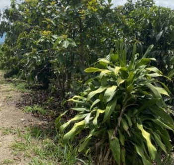 Bán gấp lô đất tâm huyết view nghỉ dưỡng xã Hòa Bắc, Di Linh, Lâm Đồng