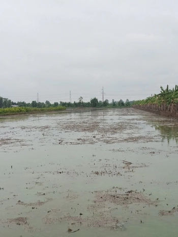 Bán gấp: ĐẤT RUỘNG ở TT Châu Thành - Sóc Trăng