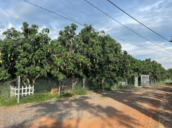 Hơn 1000m2 trồng cây giá chỉ 5xxtr