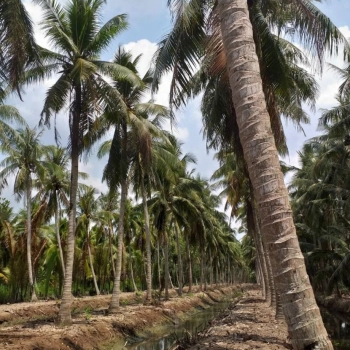 Đất công mỏ cày Nam An định