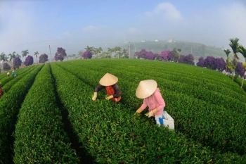 Bán biệt thự nghỉ dưỡng sang trọng tại Tp Bảo Lộc, Lâm Đồng. 