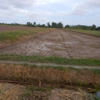 CẦN BÁN GẤP ĐẤT NÔNG NGHIỆP - TIỀN GIANG