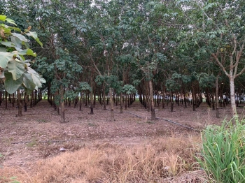 9 chủ bán gấp đất cao su dòng tiền 20-25 triệu điện nước đủ 2 mẫu 3 xe tải vô tận nơi