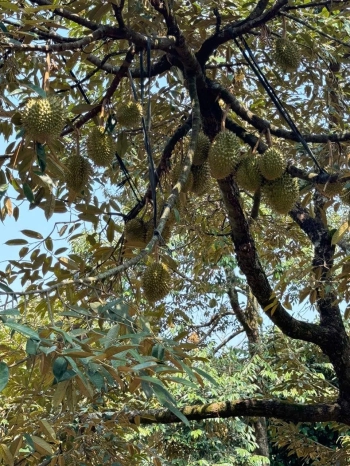 Giá Ngộp - Cần Bán Gấp Lô Đất Vườn 2000m2 Ngay Dầu Giây Đồng Nai