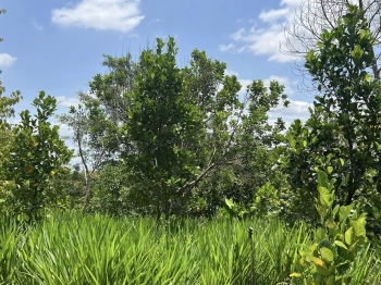 CHỈ VỚI 285 TRIỆU/SÀO – SỞ HỮU NGAY MẢNH VƯỜN NGHỈ DƯỠNG 5000M² TẠI ĐỊNH QUÁN, ĐỒNG NAI