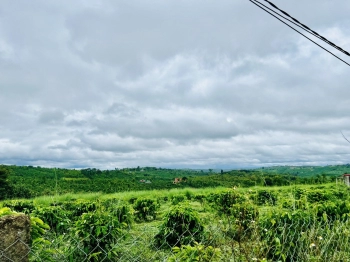 Chỉ 290 triệu sở hữu 1126m2 đất tại Quảng Tân, Tuy Đức, cách nhựa 700m