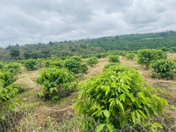 Chỉ 290 triệu sở hữu 1126m2 đất tại Quảng Tân, Tuy Đức, cách nhựa 700m