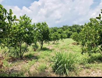 cuối năm ngan hàng dí cần ra gấp miếng vườn 1100m2