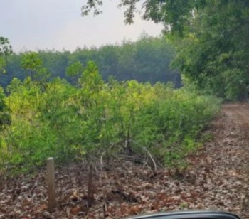 Bán 1,8 mẫu cao su cạo kéo năm 4 có 150m2 mặt tiền đường đỏ, giá 10 tỷ